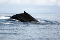 ballena national marine park humpback 
 - Costa Rica