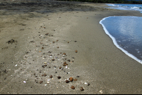 playa negra puerto viejo pebbles 
 - Costa Rica