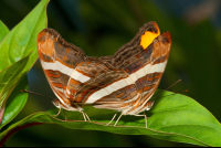 Butterflies Mating On Leaf Monteverde
 - Costa Rica