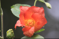        orange beach hibiscus close
  - Costa Rica