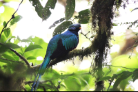        selvetura quetzal 
  - Costa Rica