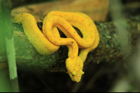 cahuita national park attraction page golden eyelash pal pit viper 
 - Costa Rica