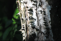 spikes on spiny cedar
 - Costa Rica