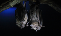 bat jungle bat pair 
 - Costa Rica