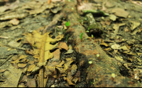 cahuita national park attraction page leaf cutter ants 
 - Costa Rica