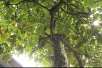 los almendros almond tree 
 - Costa Rica