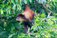 Spider Monkey At San Pedrillo Ranger Station Corcovado National Park
 - Costa Rica