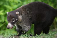 Coati Papagayo Roaming Around Hotel
 - Costa Rica