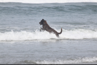 Dog Playing Guiones
 - Costa Rica