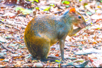 manuel antonio national park tour agouti 
 - Costa Rica