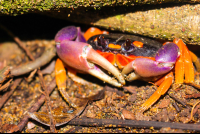 Crab On The Beach Las Caletas Night Hike
 - Costa Rica