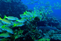        Cocos Whitetipblueandgoldsnapper
  - Costa Rica