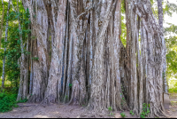 Exceptional Ficus Tree Lower Part
 - Costa Rica