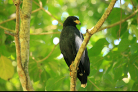        Gandoca Manzanillo Wildlife Refuge Black Hawk
  - Costa Rica