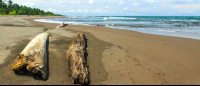 tortuguero beach attraction seats 
 - Costa Rica