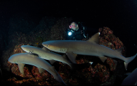        Night Diving Sharks Cocos
  - Costa Rica