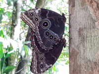        Matting Butterflies
  - Costa Rica