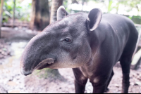 totto the tapir at the parque simon bolivar san jose 
 - Costa Rica