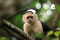 jungle beach hotel capuchin 
 - Costa Rica