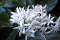        monteverde coffee farm coffee flowers 
  - Costa Rica