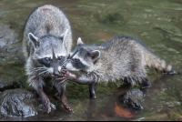        racoon at the river curu refuge 
  - Costa Rica