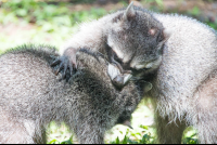        Raccoons Playing At Parque Simon Bolivar San Jose
  - Costa Rica