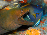        Moray Eel South Pacific
  - Costa Rica