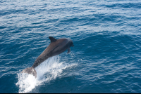 Dolphins Jumping Back View
 - Costa Rica