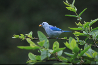 childrens eternal rainforest blue grey tanger san gerardo 
 - Costa Rica