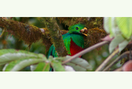 Los Quetzales National Park