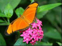 Orange Julia Butterfly On Top Of Red Flower La Paz
 - Costa Rica