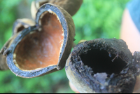        seed pod interior
  - Costa Rica