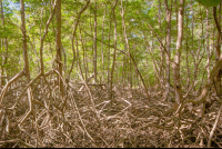        mangrove curu refuge 
  - Costa Rica