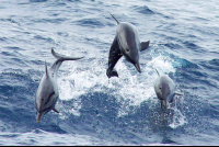 dolphins jumping 
 - Costa Rica