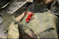 kekoldi reserve strawberry dart frog 
 - Costa Rica