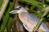 Boat Billed Heron Cochlearious Cochlearious
 - Costa Rica