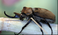 butterfly garden monteverde elephant beetle 
 - Costa Rica