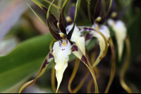 monteverde orchid garden spider orchid 
 - Costa Rica