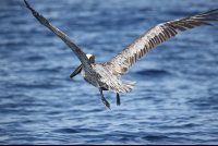 pelican lifting off water 
 - Costa Rica