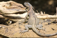 Penas Blancas Adult Green Iguana On The Sand
 - Costa Rica