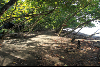        hermosa beach attraction dominical trees 
  - Costa Rica