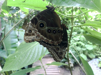        matting butterflies 
  - Costa Rica