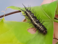        Black White Larvae Butterfly Garden
  - Costa Rica