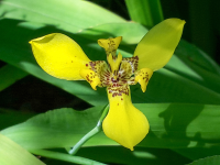        Yellow Orchid
  - Costa Rica