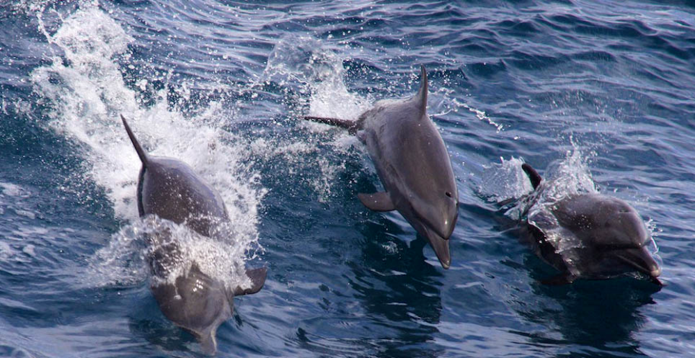 dolphins jumping
 - Costa Rica