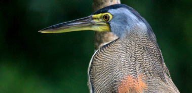 Wildlife Watching - Costa Rica