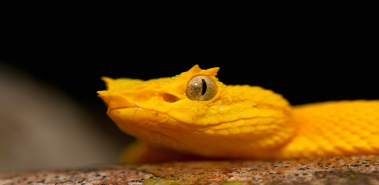 Eyelash Palm Pitvipers - Costa Rica