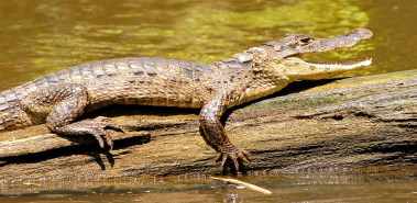 Spectacled Caimans - Costa Rica