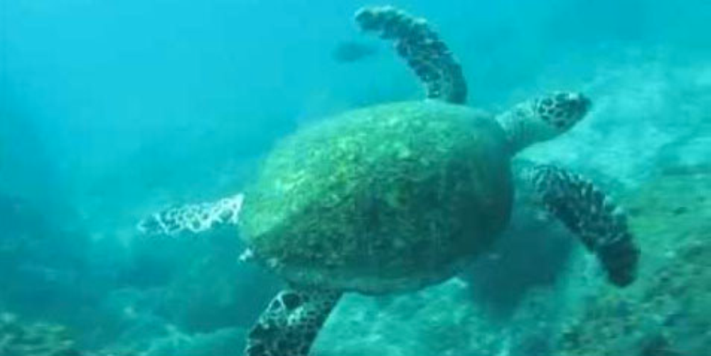        scuba diving playa herradura
  - Costa Rica