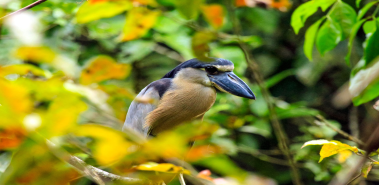 Boat-Billed Herons - Costa Rica